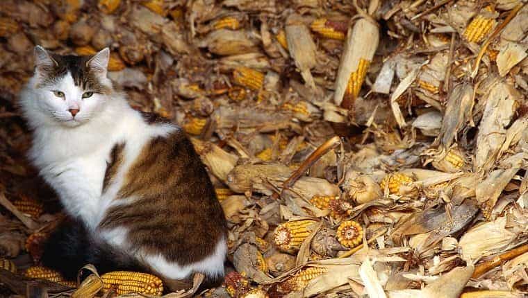 Gato doméstico sentado con un montón de maíz
