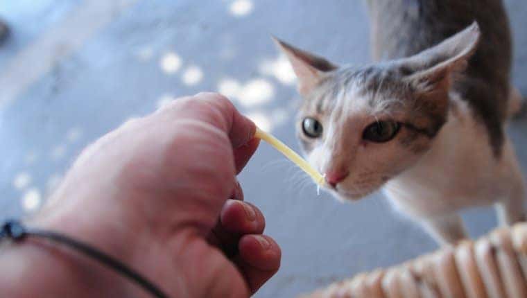 Gato comiendo fideos