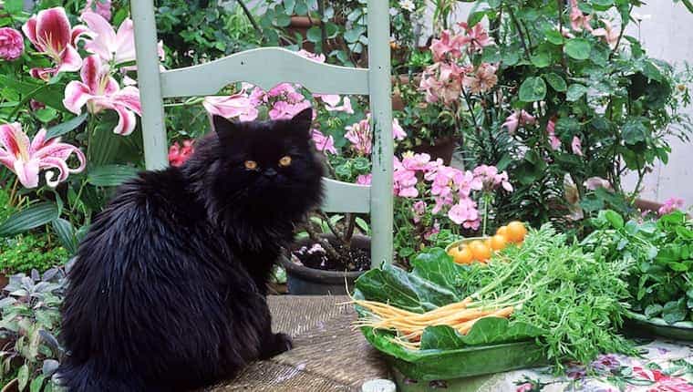 Gato y zanahorias 