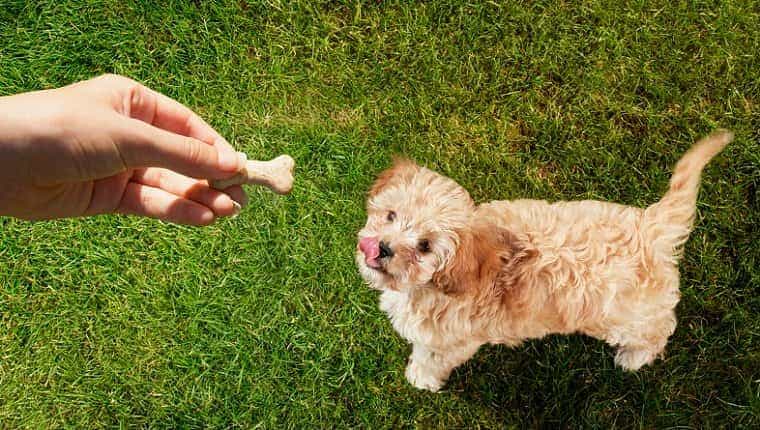 Perspectiva personal del dueño de la mascota sosteniendo una golosina sobre el perro lamiendo sus labios en la hierba