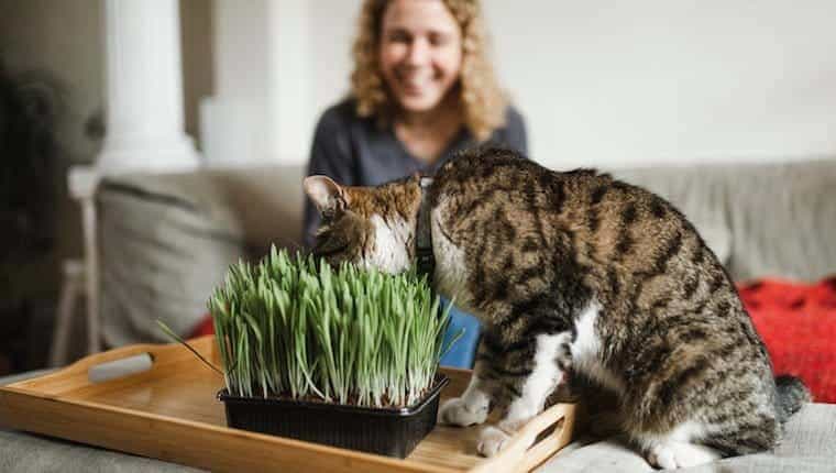 Gato y hierba gatera