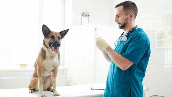 veterinario con perro en mesa médica