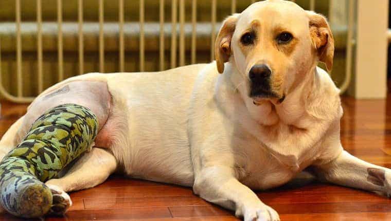 Ligamentos rotos en perros sintomas causas y tratamientos