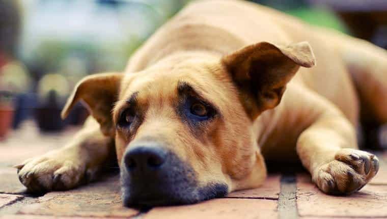 Tricocefalos en perros sintomas causas y tratamientos