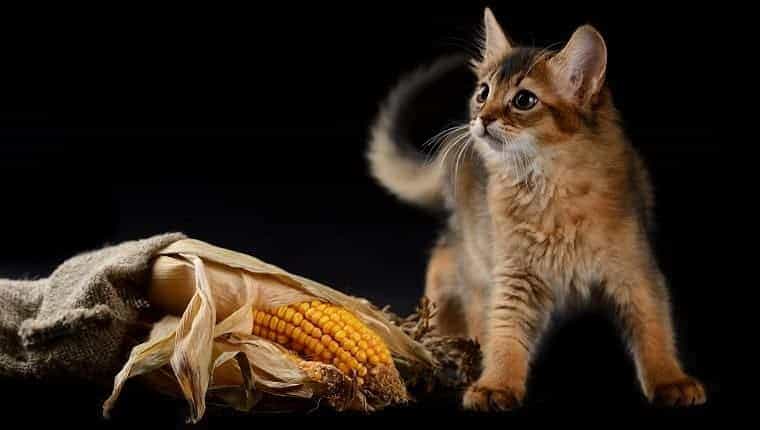 Pueden los gatos comer hojas de maiz ¿Son las hojas