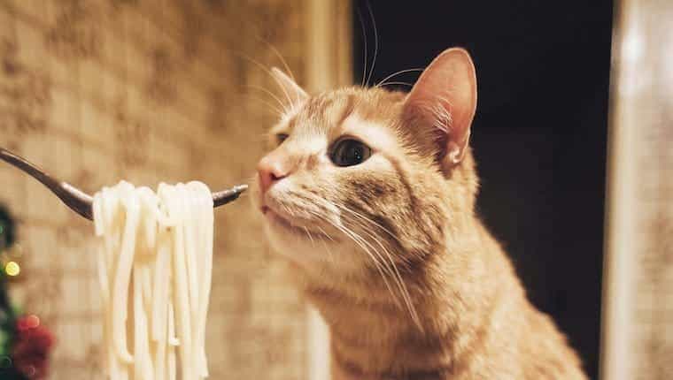Pueden los gatos comer pasta ¿La pasta es segura para