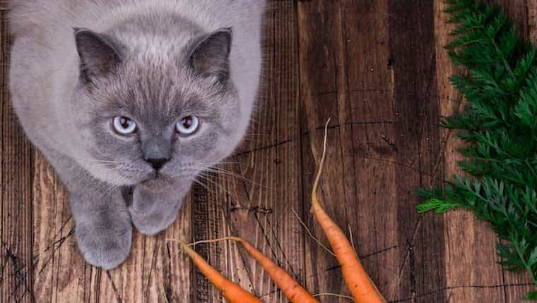 Pueden los gatos comer zanahorias ¿Son las zanahorias seguras para