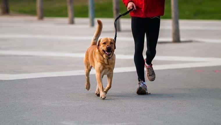 Mascota y dueño conectados.  Hombre corriendo junto a un perro en un parque urbano.