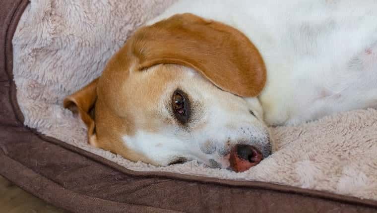 Perro Beagle acostado en la cama del perro en el salón de la casa.
