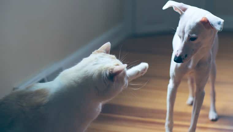 Un gato blanco golpeando o abofeteando a un perro o cachorro de galgo italiano blanco.