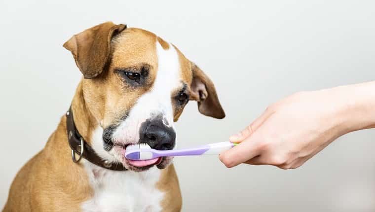 Curioso cachorro de Staffordshire Terrier lamiendo un cepillo de dientes