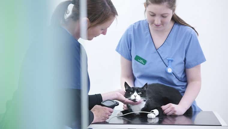 Enfermeras veterinarias examinando gato en la mesa en la oficina veterinaria