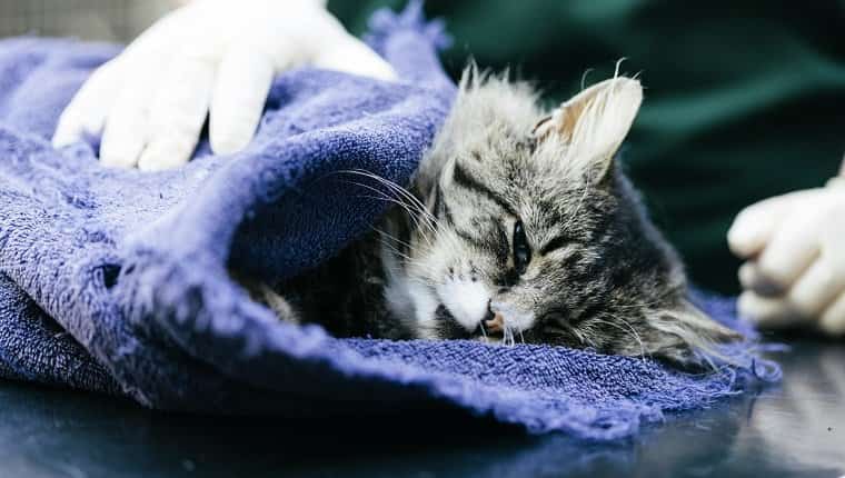 Una enfermera veterinaria cuidando a un gato en un hospital veterinario.  Se sospecha que fue atropellado por un automóvil.  El gato está bajo anestesia.