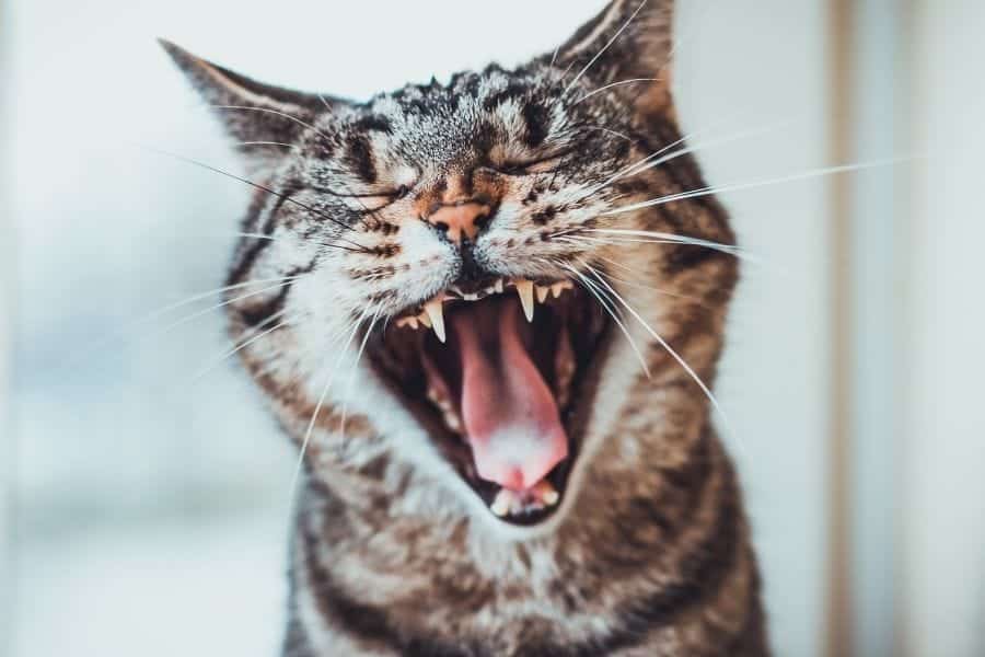 Las mejores golosinas dentales para gatos
