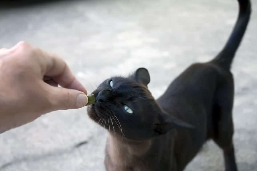 gato comiendo golosina