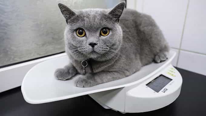 gato sentado en la balanza