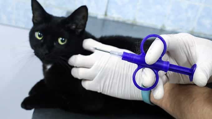 gato recibiendo implante de microchip