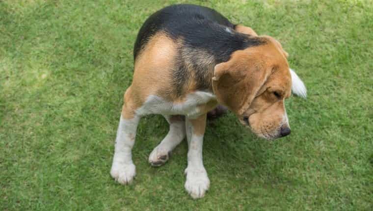 Perro Beagle rascando la hierba
