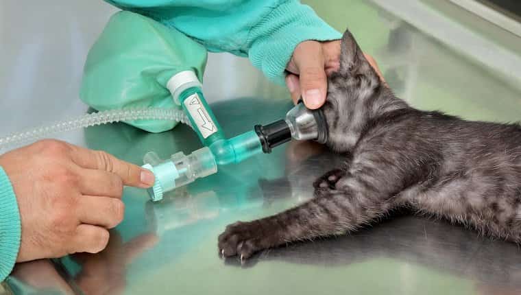 Cirugía animal, gato con circuito respiratorio de anestesia, listo para la cirugía