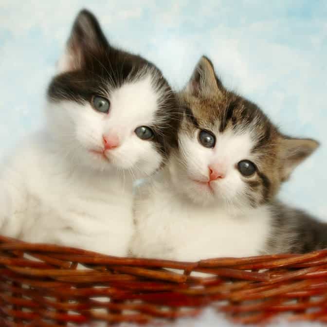gatitos gemelos