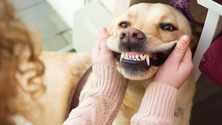 Perro golden retriever mostrando los dientes para el mes nacional de salud oral de mascotas