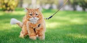 how to leash train a cat sm