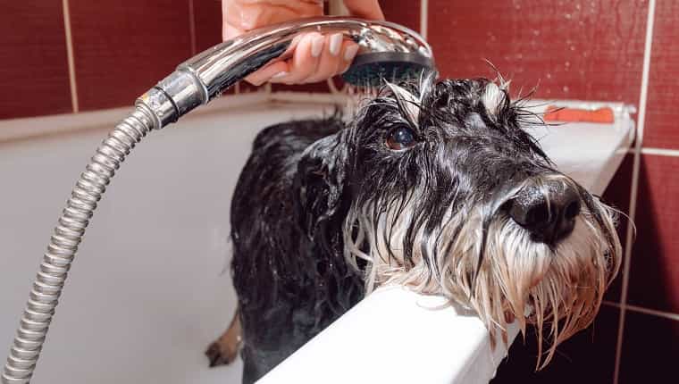 Schnauzer perro negro en el baño tomando una ducha