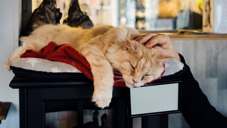 Tras adoptar mas de 1000 gatos el Kawaii Kitty Cafe