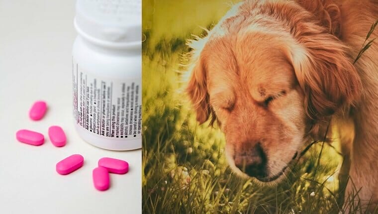 benadryl for dogs dosage 1