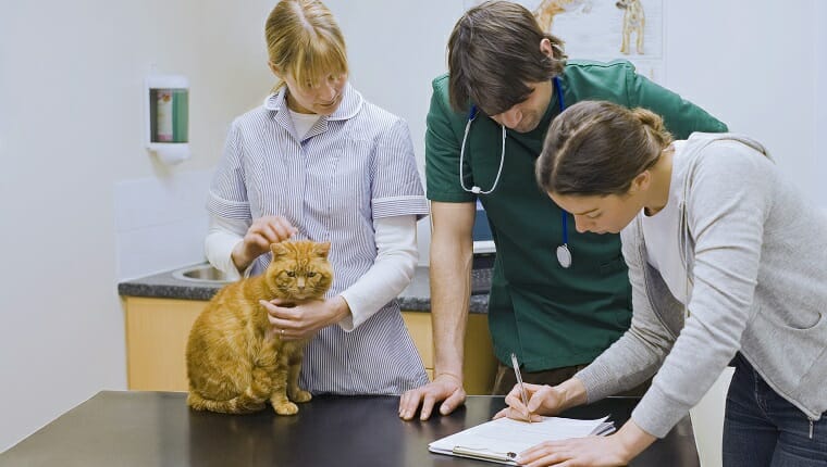 Veterinarios examinando gato