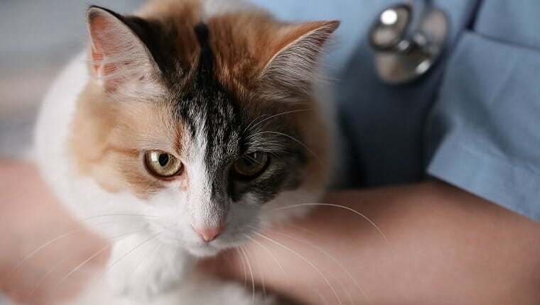 Clindamicina para gatos usos dosis y efectos secundarios