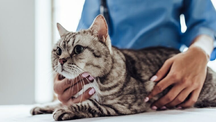 Imagen recortada de una hermosa veterinaria con estetoscopio examina lindo gato gris en la clínica veterinaria.