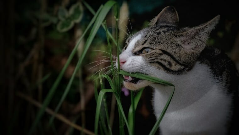 Primer plano de gato mordiendo la hierba en el campo.