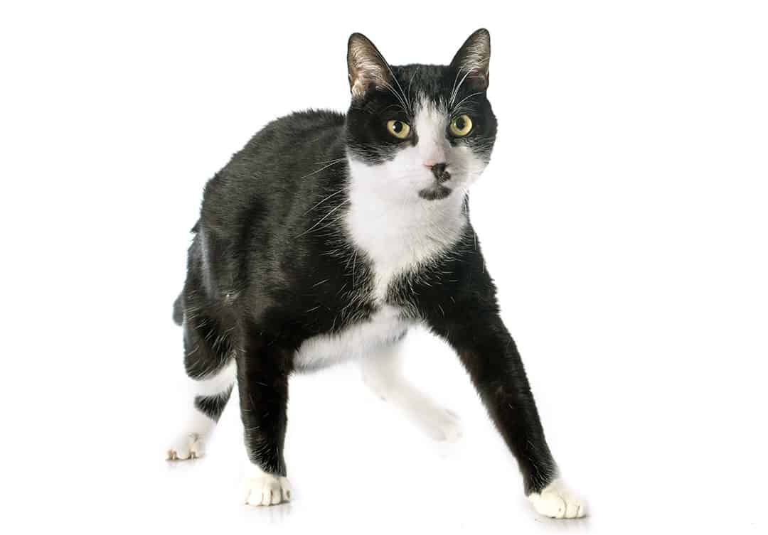 gato negro con marcas blancas