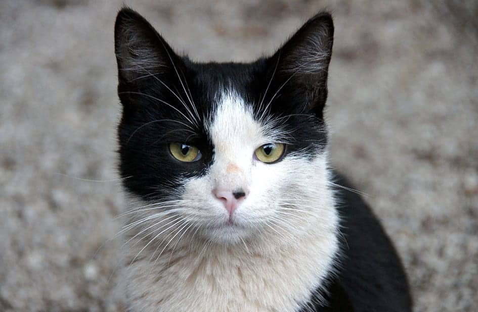 cara de gato blanco y negro