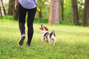 4 enfoques de paseos para perros para agregar placer