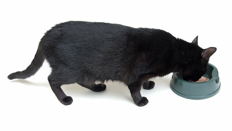 Gato comiendo de un recipiente sobre un fondo blanco.