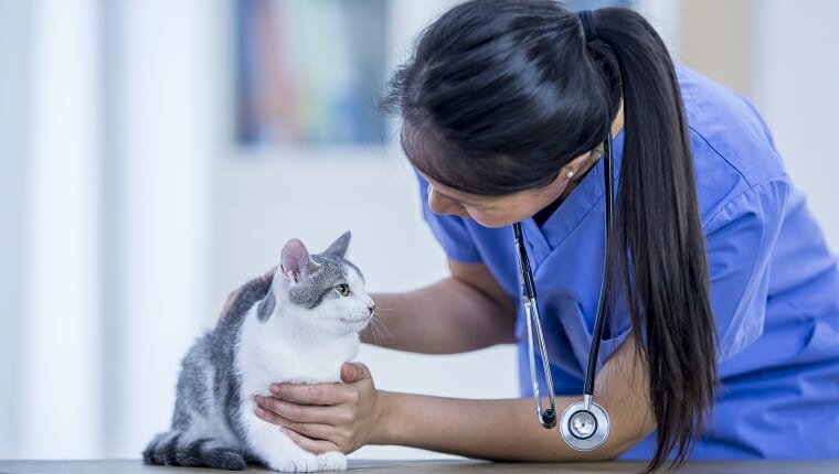 Un veterinario y un gato están dentro de la oficina del veterinario.  El veterinario sostiene al gato y lo examina durante un chequeo.