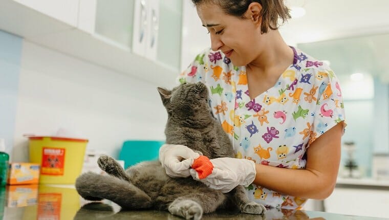 Actinomicosis en gatos sintomas causas y tratamientos