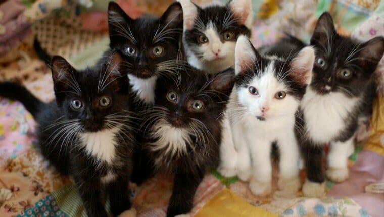 Gatito de esmoquin, gatito blanco y negro