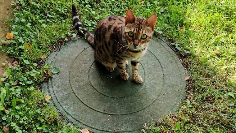 Gato de Bengala en la tapa de alcantarilla