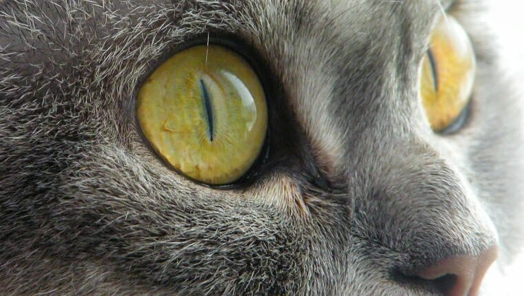 Gran gato escocés con gran mirada al texto con los ojos bien abiertos.  Gato deshonesto escocés de pelo corto con ojos amarillos.  El gato de color mármol gris hace una cara de sorpresa.  cara de gato aislado