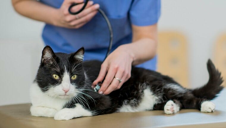 Un veterinario caucásico está dentro de una clínica en una clínica.  Lleva ropa médica.  Ella está cuidando a un gato mullido acostado sobre una mesa.  Ella está controlando su frecuencia cardíaca con un estetoscopio.