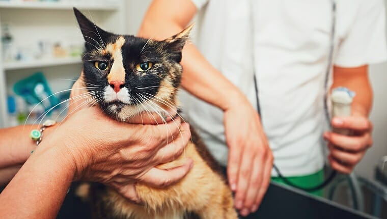 El veterinario prepara a la gata preñada para el examen de ultrasonido.