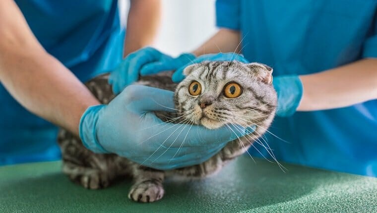 Imagen recortada de dos veterinarios sosteniendo un gato de pelo corto británico en la clínica veterinaria