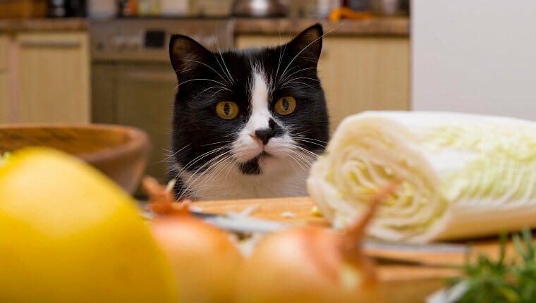 gato mirando la mesa con comida en la cocina