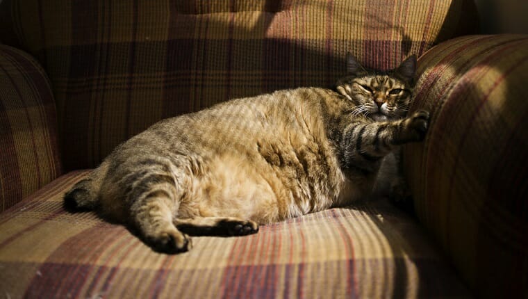 Gato atigrado gordo acostado en un sillón.