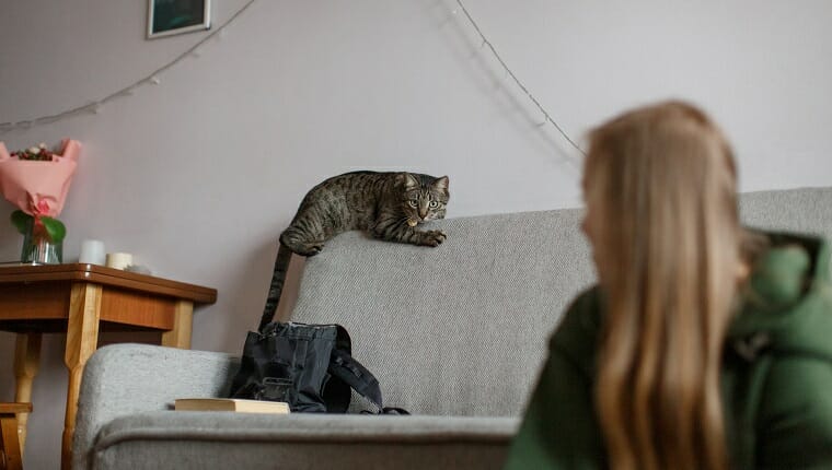 Gato curioso y rayado gris en el respaldo del sofá gris.  Cat mira algo con interés.  Mujer joven con cabello largo está en primer plano, la mesa con ramo está en el fondo.