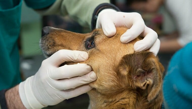 Veterinario examinando a un perro de un refugio.  examen de la vista
