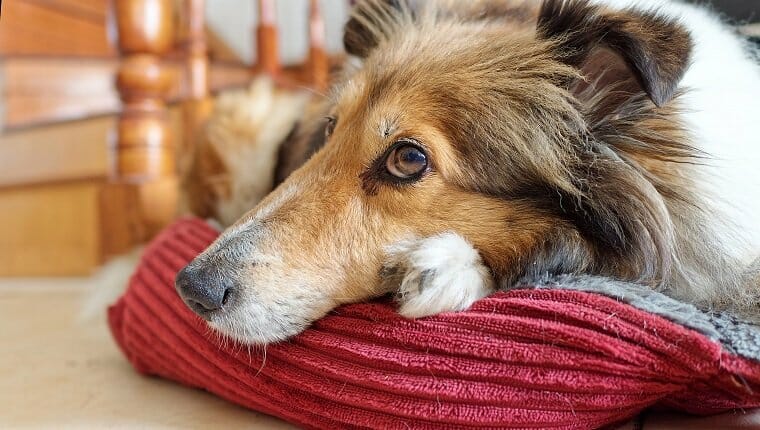 Cerrar retrato de perro pastor de Shetland acostado en su acogedora almohada en casa, ojos brillantes, perro viejo.